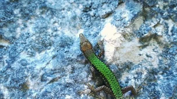 Lagarto Verde Una Piedra Parpadea Cerca Movimiento Lento — Vídeo de stock