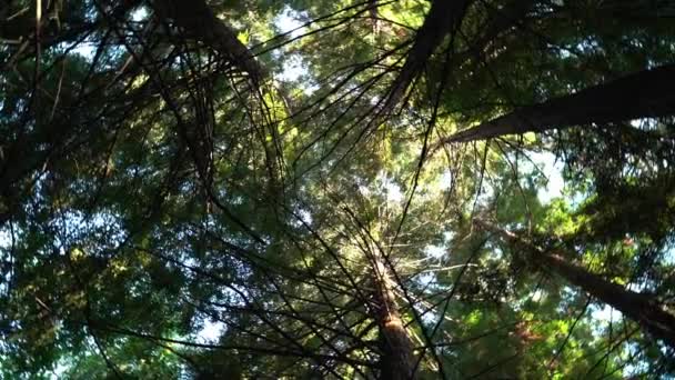 Höga Tallträd Skogsutsikten Underifrån Kronor Skyn Virvlande Långsamma Rörelser — Stockvideo