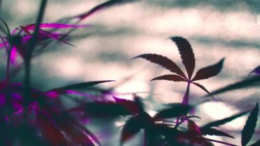 Mor pembe kenevir içeride. Grutent 'te ot yetiştiriyorum. Marihuana yetiştirmenin bitkisel safhası. Tıbbi esrar..