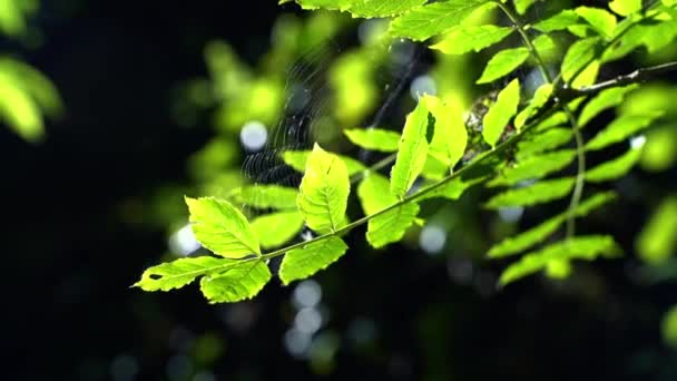 Pavučina Svítí Slunci Houpe Větru Jasně Zelené Větvi Lese Zpomalený — Stock video