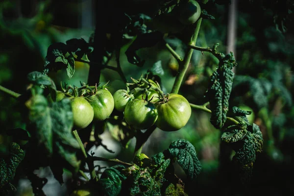 Unripe green bush of tomatoes in the garden.