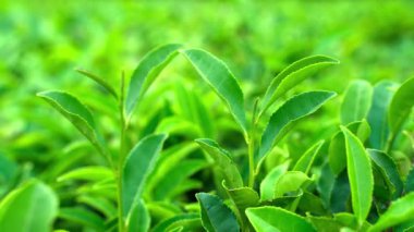 Yeşil çay tomurcuğu ve rüzgârda taze yapraklar. Çay tarlaları.
