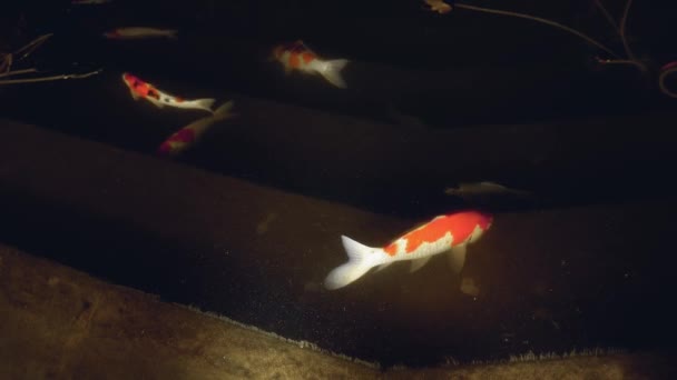 Tmavé Vodě Plavou Bílo Červení Japonští Kapři Ryby Noci Rybníku — Stock video