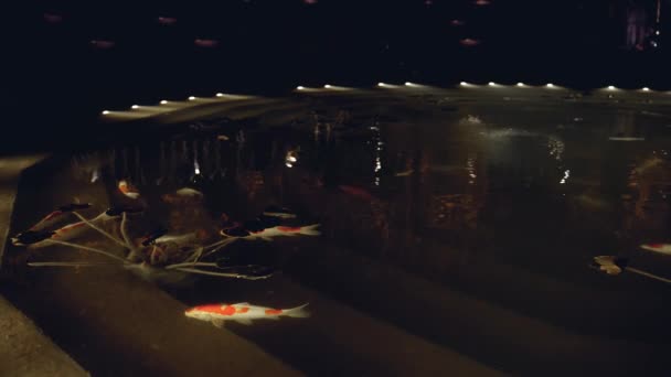 濃色の白色の日本の鯉が泳いでいます ライトアップされた池で夜の魚 — ストック動画