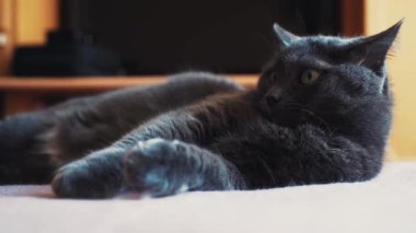 Güzel bir Rus mavi kedisi kanepede uzanıyor. Yakın plan.