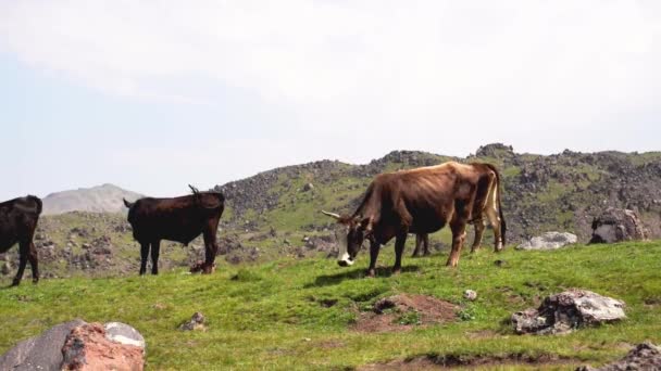 Vacas Pastam Prado Verde Alto Das Montanhas — Vídeo de Stock