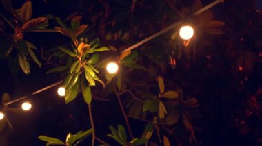 Geceleyin parlayan çelenk yağmurlu havada manolya ağacının yapraklarında ağır çekimde