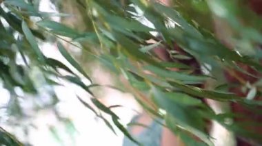 Mavi elbiseli bulanık kahverengi saçlı bir kadın gülümsüyor ve rüzgarda esen söğüt ağacının altındaki anın tadını çıkarıyor. Yaz konsepti mutluluk ve özgürlük Yavaş çekim