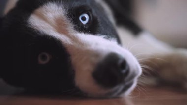 Mavi gözlü, siyah beyaz bir köpek yerde yatar ve düşünür. Yakın çekim Yavaş çekim