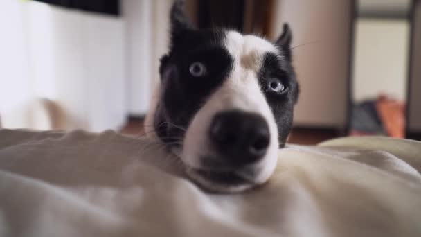 Perro Blanco Negro Ojos Azules Husky Laika Mueve Cola Cuela — Vídeo de stock