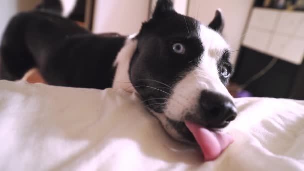 Perro Blanco Negro Ojos Azules Husky Laika Mueve Cola Cuela — Vídeo de stock