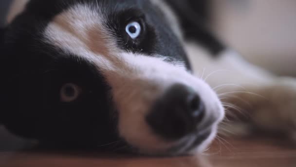 Ein Blauäugiger Schwarz Weißer Husky Hund Liegt Auf Dem Boden — Stockvideo