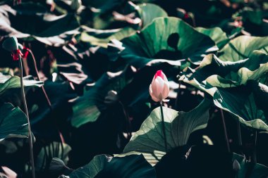 Güzel beyaz nilüfer çiçeği gölette çiçek açar, nilüfer gölü.