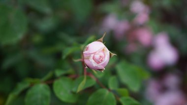 Bahar bahçede çiçek gül