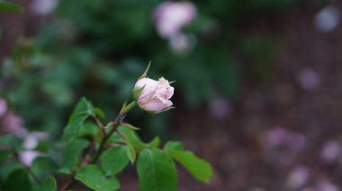 Bahar bahçede çiçek gül