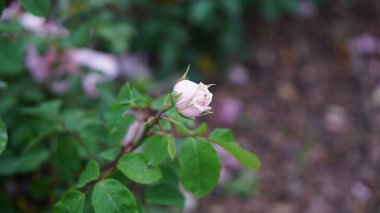 Bahar bahçede çiçek gül