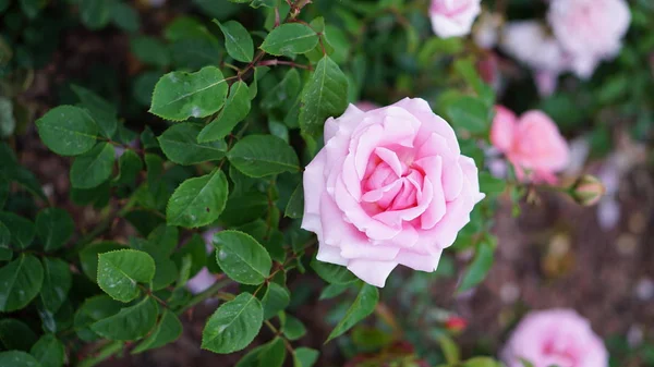 Flores Rosas Primavera Jardín — Foto de Stock