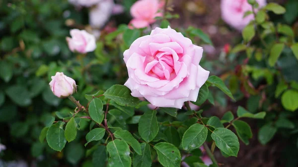 Flores Rosas Primavera Jardín — Foto de Stock