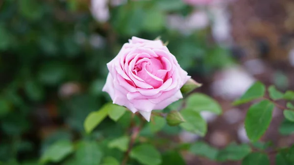 Flores Rosas Primavera Jardín — Foto de Stock