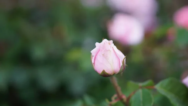 Flores Rosas Primavera Jardín — Foto de Stock
