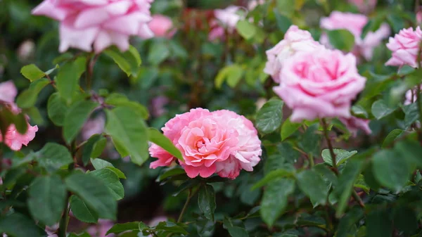 Flores Rosas Primavera Jardín — Foto de Stock