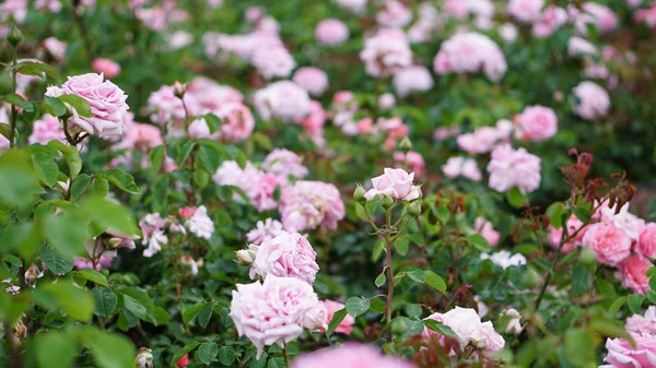 Flores Rosas Primavera Jardín — Foto de Stock