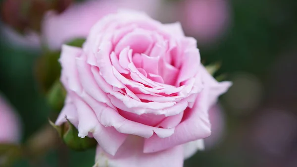 Flores Rosas Primavera Jardín — Foto de Stock