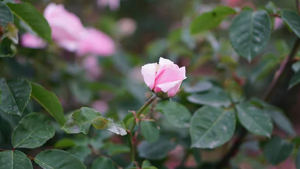 Flores Rosas Primavera Jardín — Foto de Stock