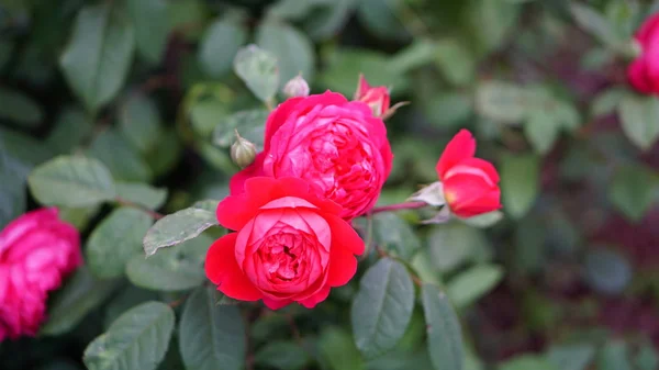 Flores Rosas Primavera Jardín — Foto de Stock