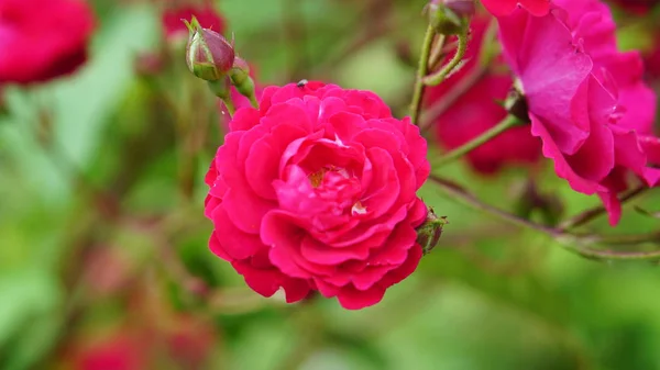 Flores Rosas Primavera Jardín — Foto de Stock