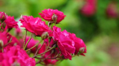 Bahar bahçede çiçek gül