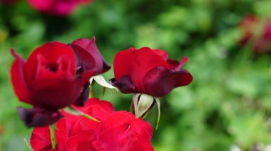 Bahar bahçede çiçek gül