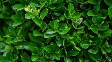 yeşil yaprak çiçek yakın çekim arka plan