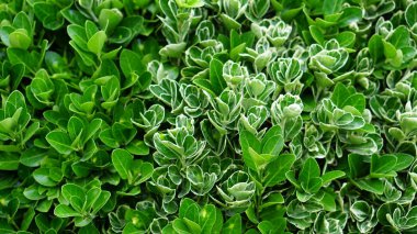 yeşil yaprak çiçek yakın çekim arka plan