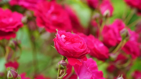 Spring Rose Flowers Garden — Stock Photo, Image