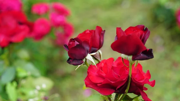 Flores Rosas Primavera Jardín — Foto de Stock