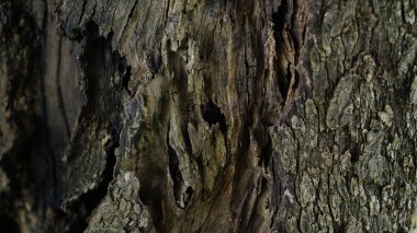 eski ağaç ahşap arka plan