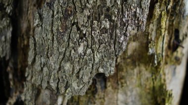 eski ağaç ahşap arka plan