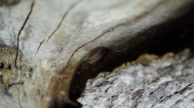 ağaç gövdelerine yapışan bir salyangoz