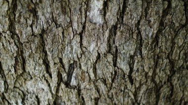 eski ağaç ahşap arka plan