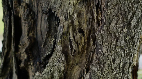 古い木の木の背景 — ストック写真