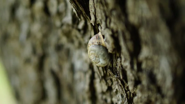 Escargot Accroché Aux Troncs Arbres — Photo