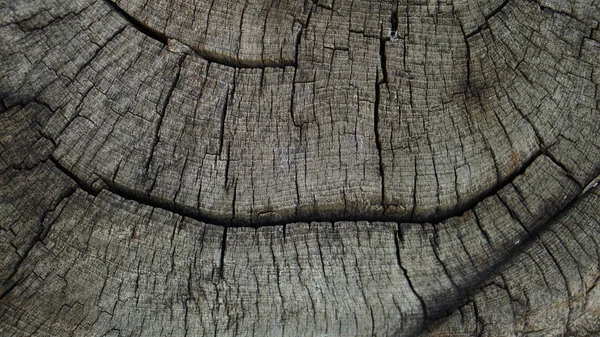 Old Tree Wood Background — Stock Photo, Image
