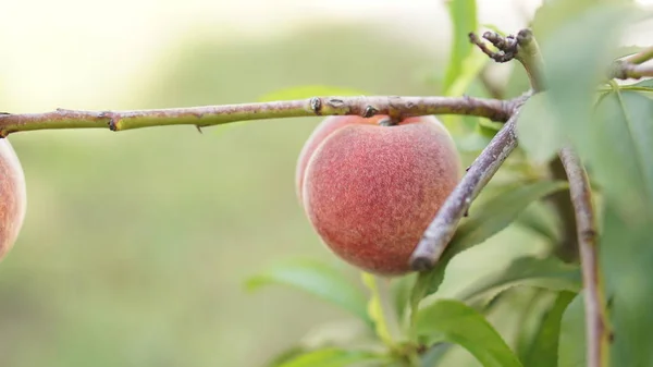 树上的鲜桃 — 图库照片
