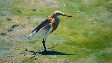 Güneş ışığı altında, el kamerasıyla kıyıda duran kuş.
