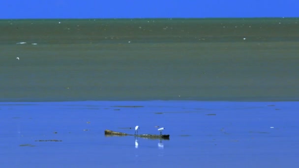 Aves Encontrar Comida Voar Mar Com Reflexo Céu Azul — Vídeo de Stock