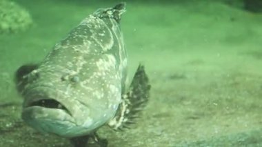 Akvaryumda yüzen balık sürüsü.