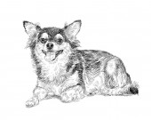 Imádnivaló chihuahua kutya pihenő póz, árnyék, fehér háttér, vektor illustraton