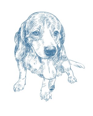 Çok güzel beagle çizim, dilini, katta oturan, illüstrasyon vektör