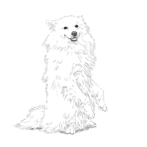 Drawing Spitz Dog Standing Rear Legs Isolated White Background Vector — Stock Vector